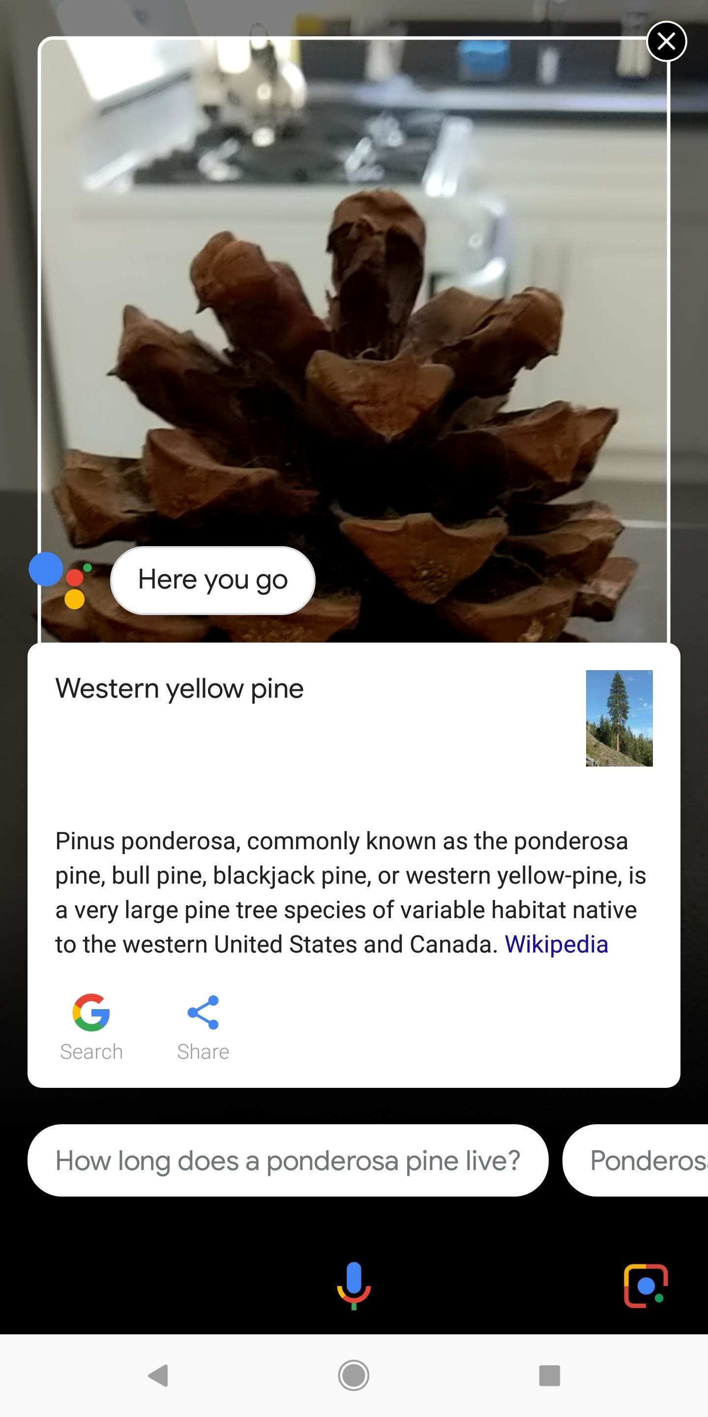 Everything You Should Know About Google Lens on the Pixel & Pixel 2