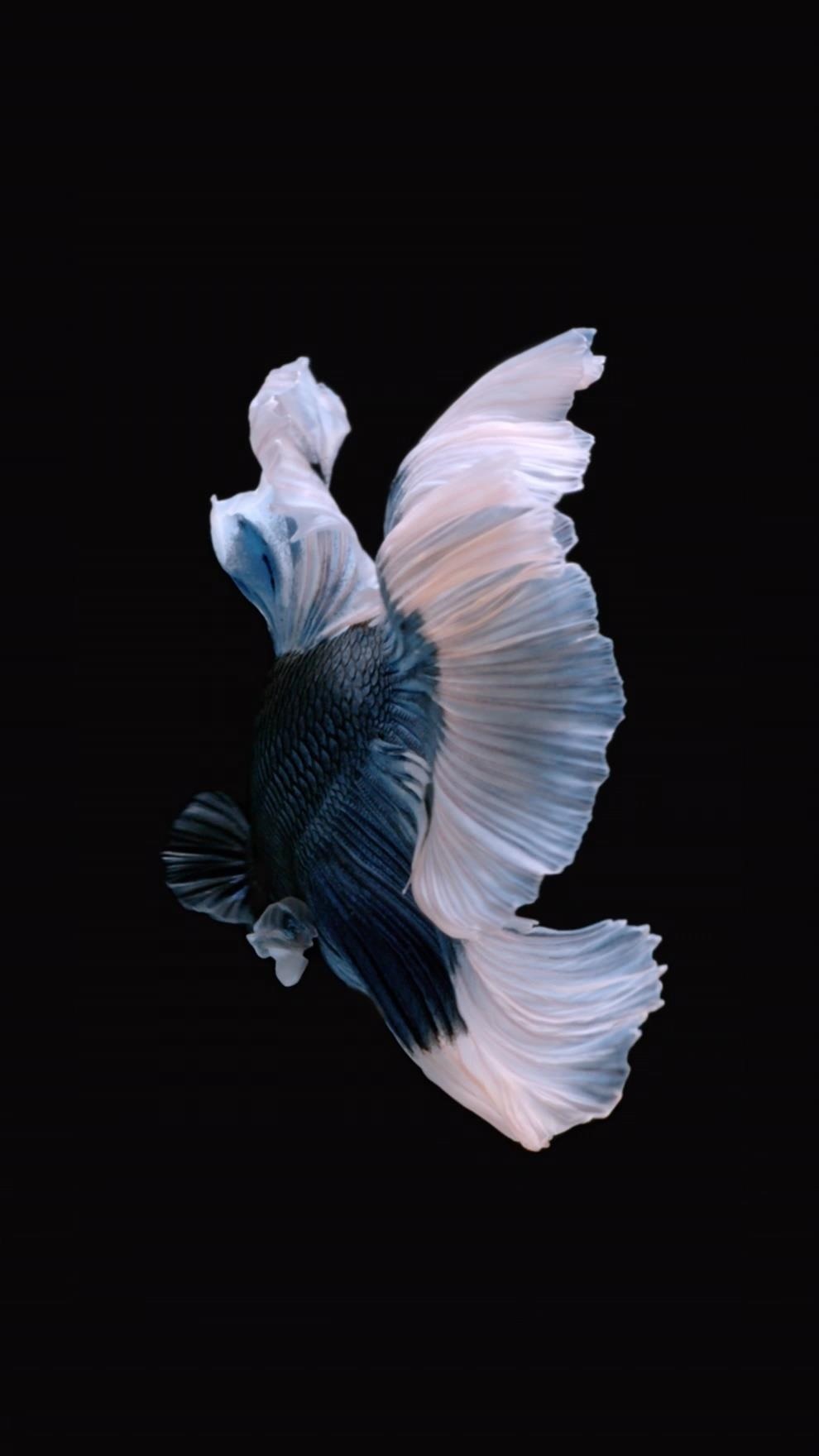 How to Get Apple's Live Fish Wallpapers Back on Your ...