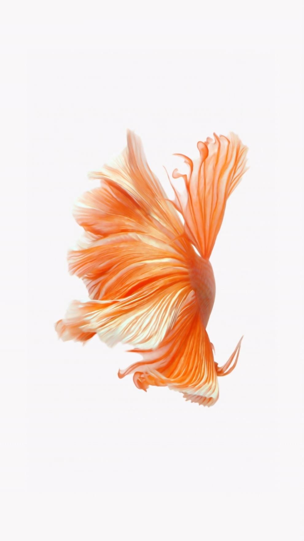 How to Get Apple's Live Fish Wallpapers Back on Your iPhone « iOS & iPhone  :: Gadget Hacks