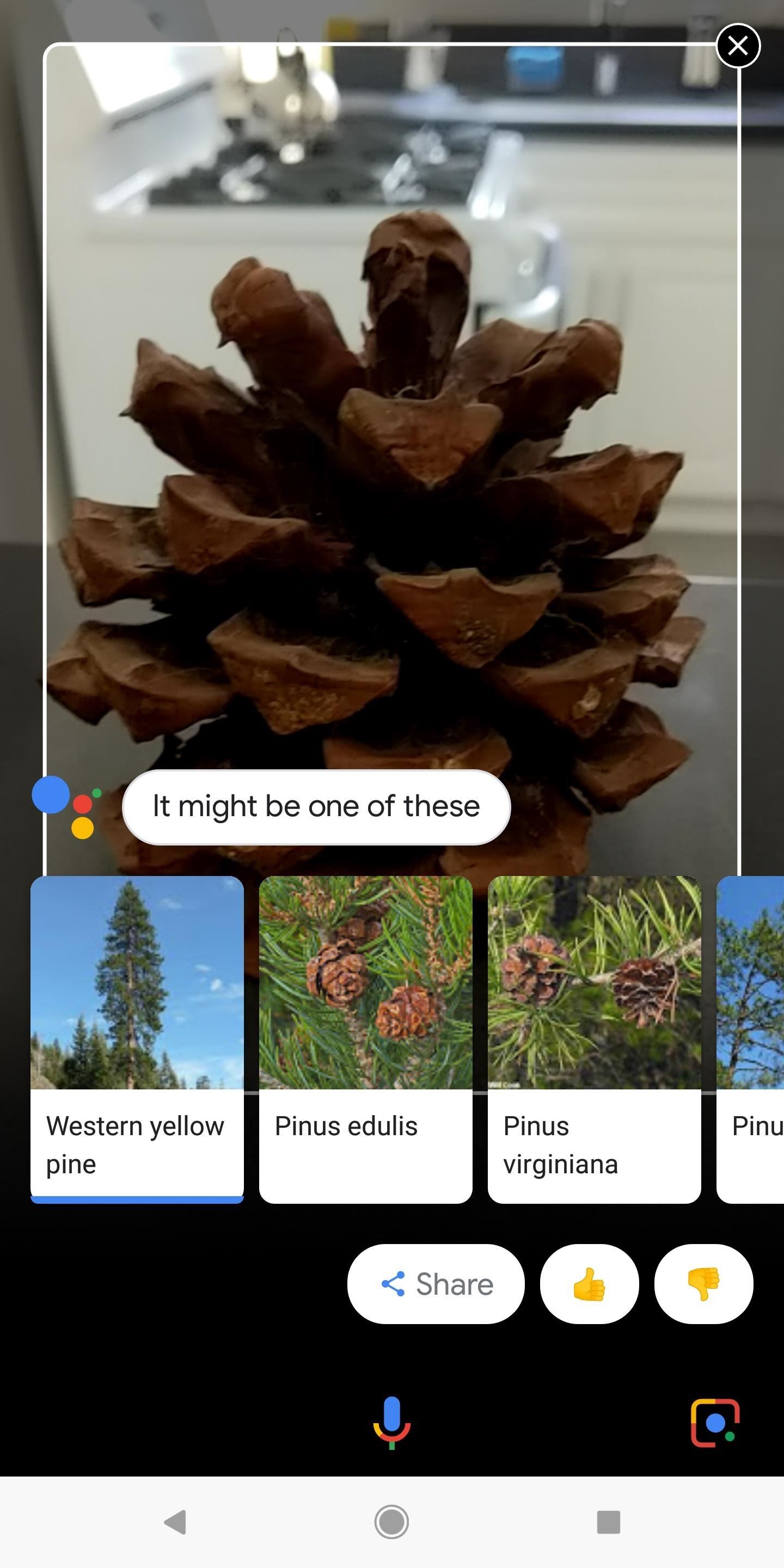 Everything You Should Know About Google Lens on the Pixel & Pixel 2