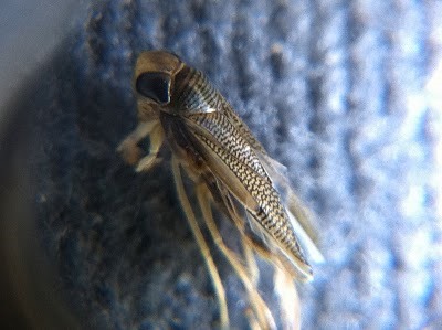 HowTo: The $5 iPhone Macro Mod