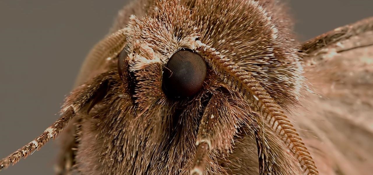 Scientists Solve Smartphone Glare Problem by Imitating the Eyes of Moths