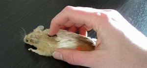 Make a Taxidermied Mouse Mouse