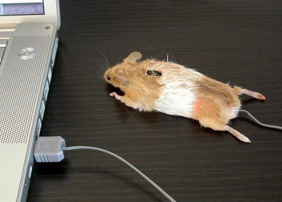 Make a Taxidermied Mouse Mouse